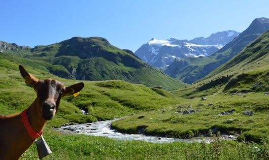 Une chèvre à l'alpage de Chapendu