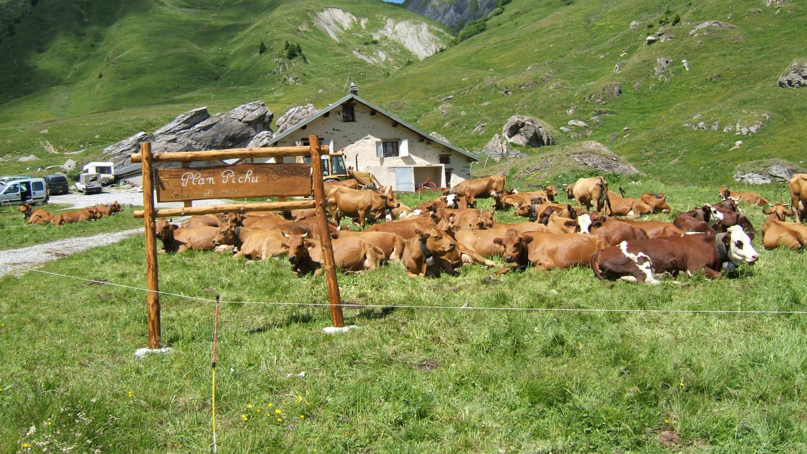 Kudde koeien en fruitkwekerij in Plan Pichu