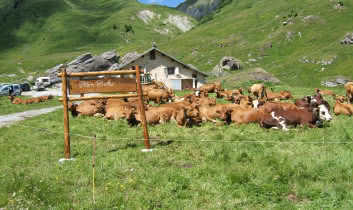 Kudde koeien en fruitkwekerij in Plan Pichu